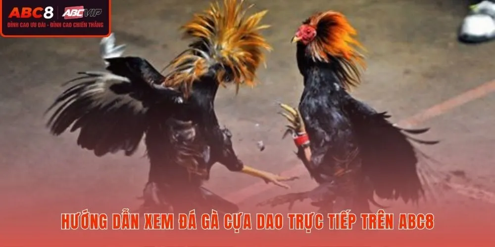 Bốn bước đăng ký và theo dõi đá gà cựa dao Full HD tại ABC8