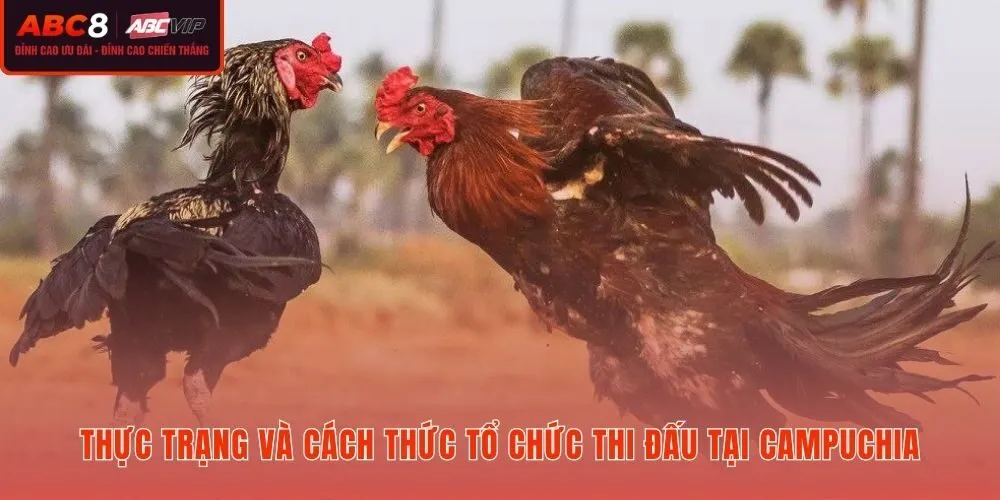 Đá gà Campuchia từ sới bạc vùng biên đến cá cược trực tuyến